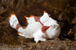BD-140323-Dumaguete-3221-Antennarius-pictus-(Shaw.-1794)-[Painted-frogfish].jpg